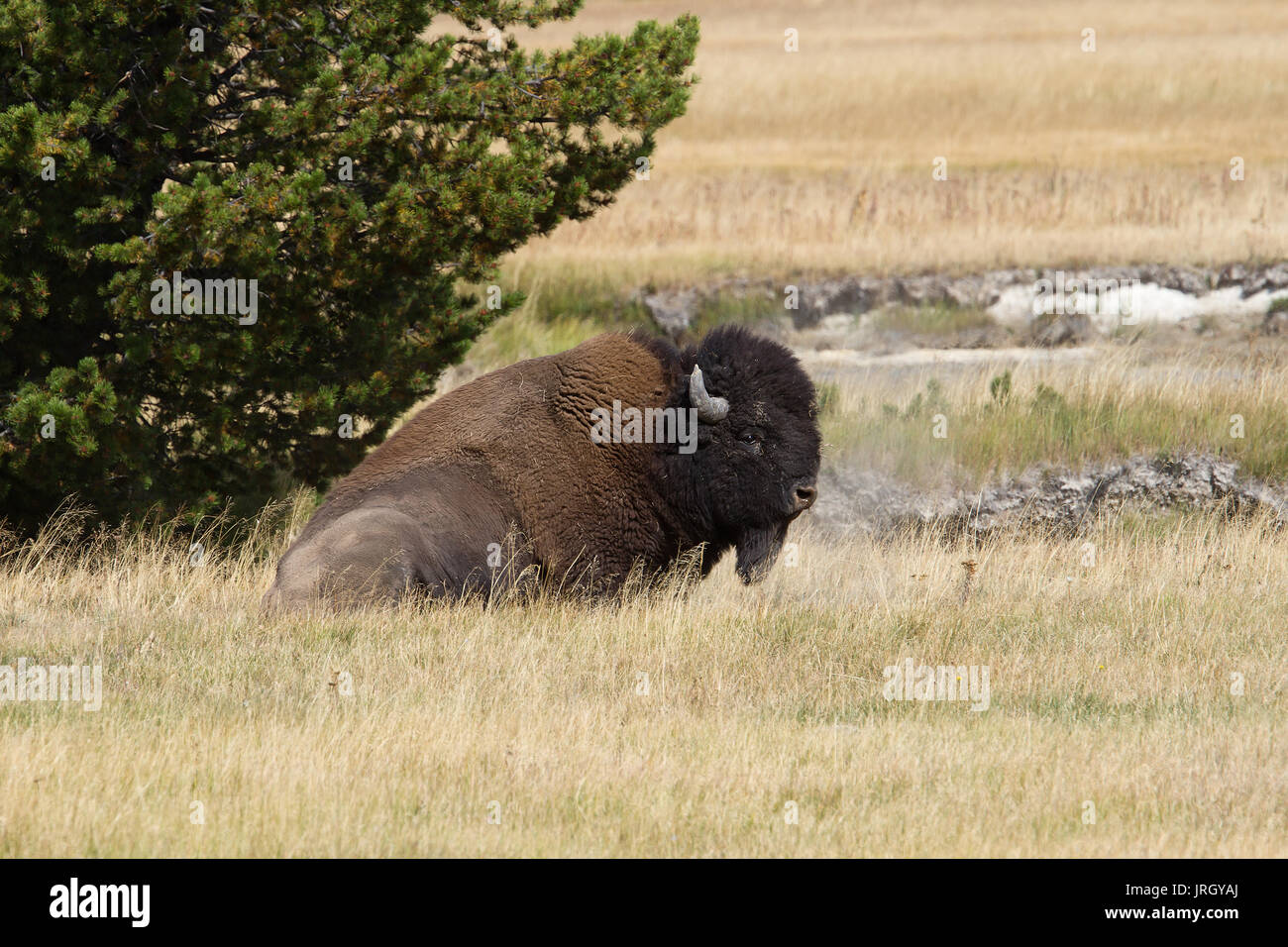 Bisonti americani Yellowstone Foto Stock