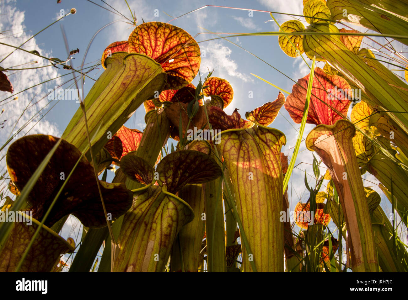 Un bug eye della brocca giallo piante da sotto come sono retroilluminati da sun. Foto Stock