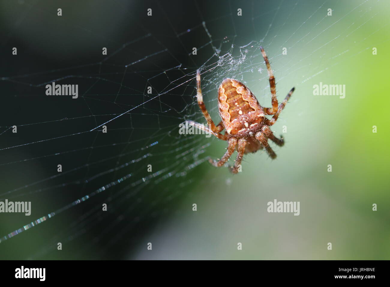 Orb weaver spider e web in Suffolk, Regno Unito garden Foto Stock
