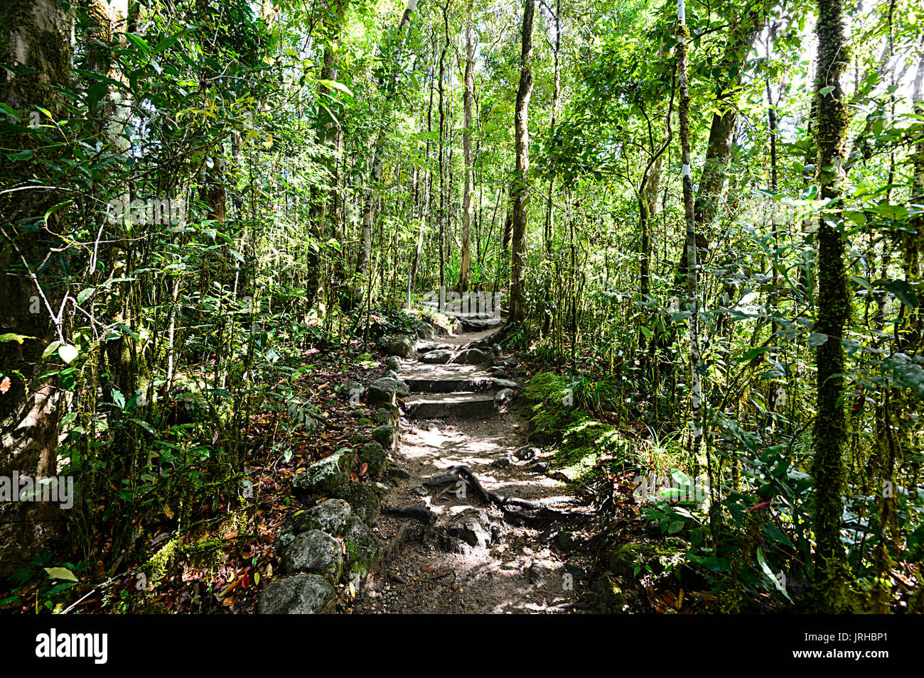 Sentiero tortuoso attraverso gli alti alberi nella foresta pluviale a Mossman Gorge, Parco Nazionale Daintree, estremo Nord Queensland, FNQ, QLD, Australia Foto Stock