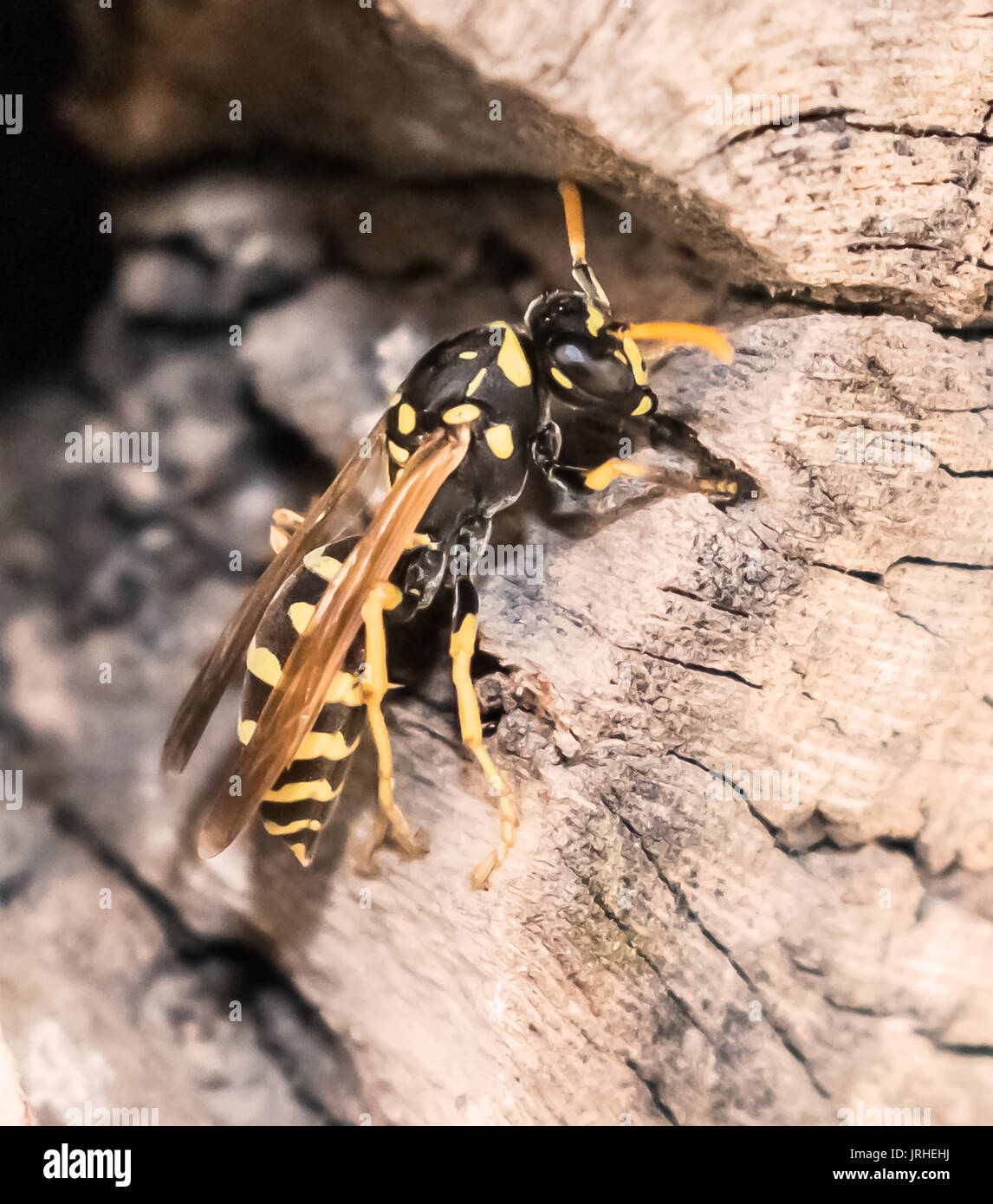Wasp su un ramo Foto Stock