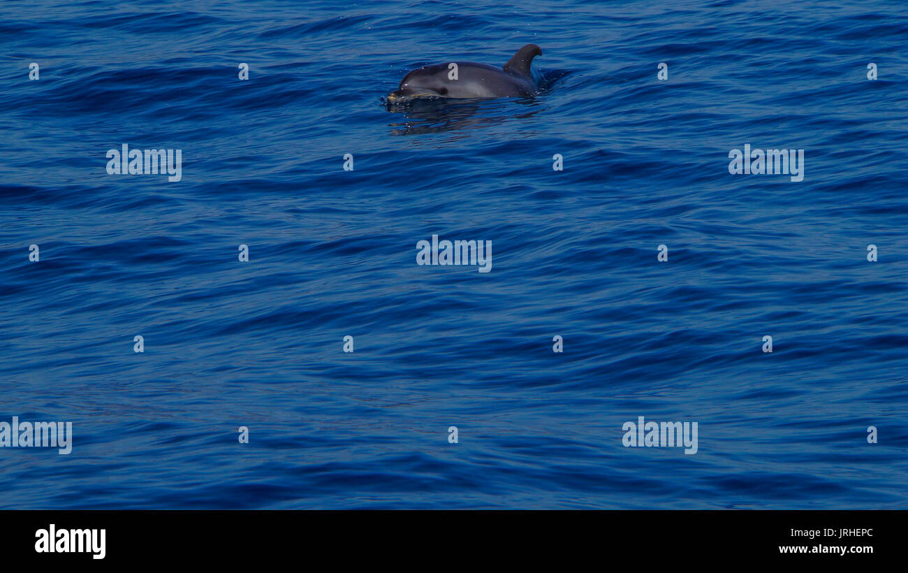 Madeira - blu oceano acqua e Delfino curioso vicino a Funchal Foto Stock