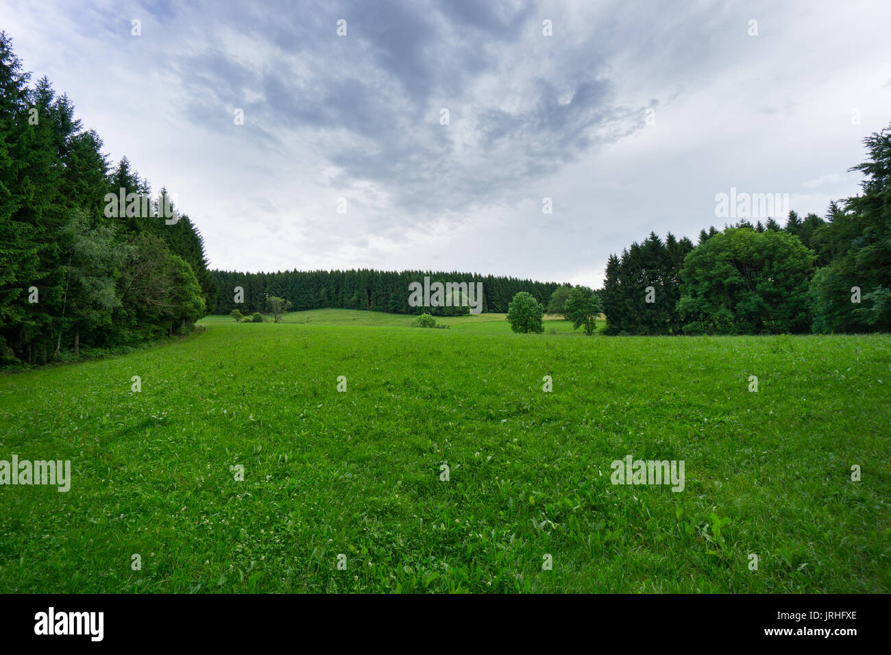 Erba verde tra la foresta nera di alberi con imminente temporale Foto Stock