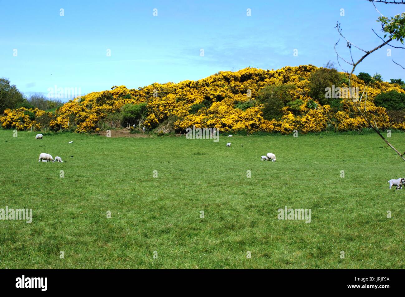 Pecore pascolano in un campo con ginestre in background Foto Stock