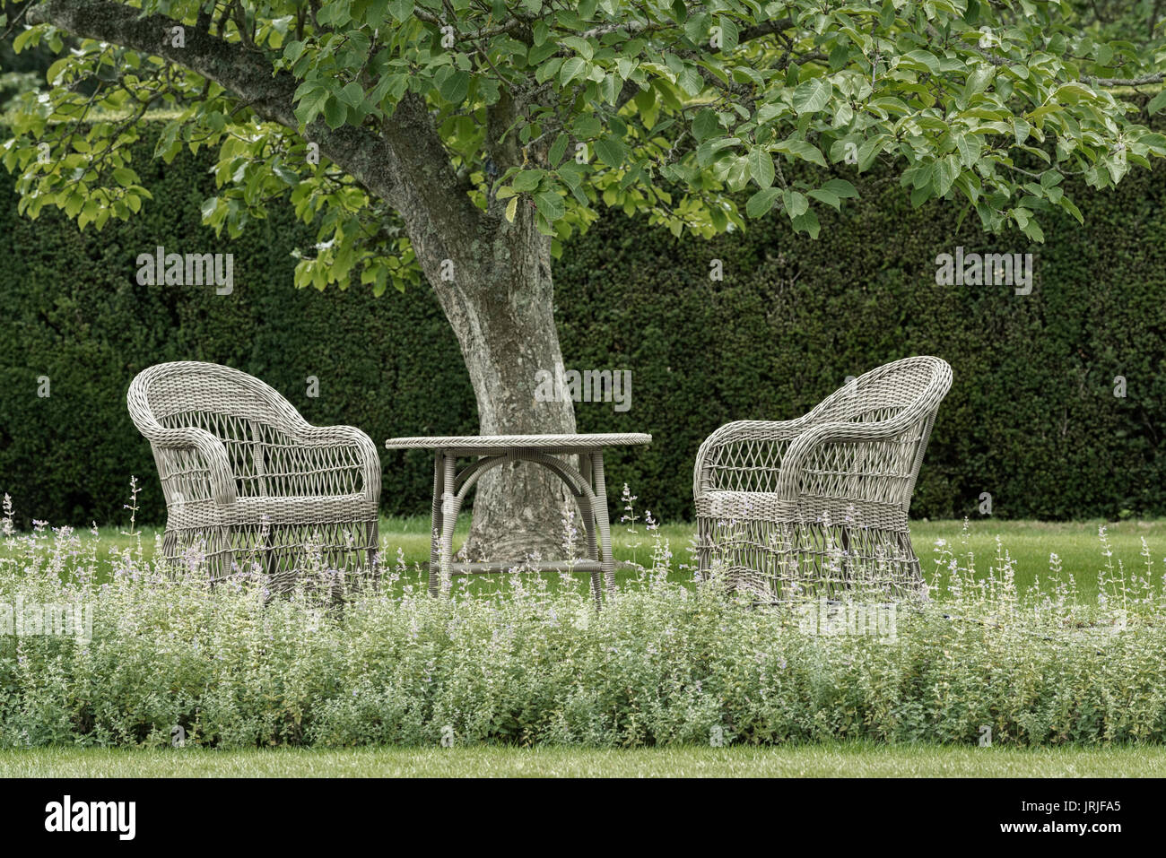 Due di vimini e giardino con sedie e tavolo sotto un albero in un giardino, East Sussex, Inghilterra Foto Stock