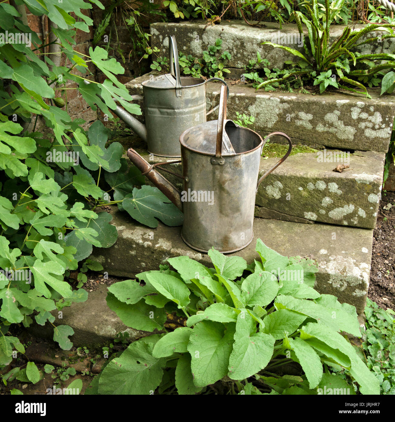 Due vecchi in acciaio galvanizzato giardino metallo innaffiatoi sui gradini di pietra con pianta verde fogliame, Regno Unito Foto Stock