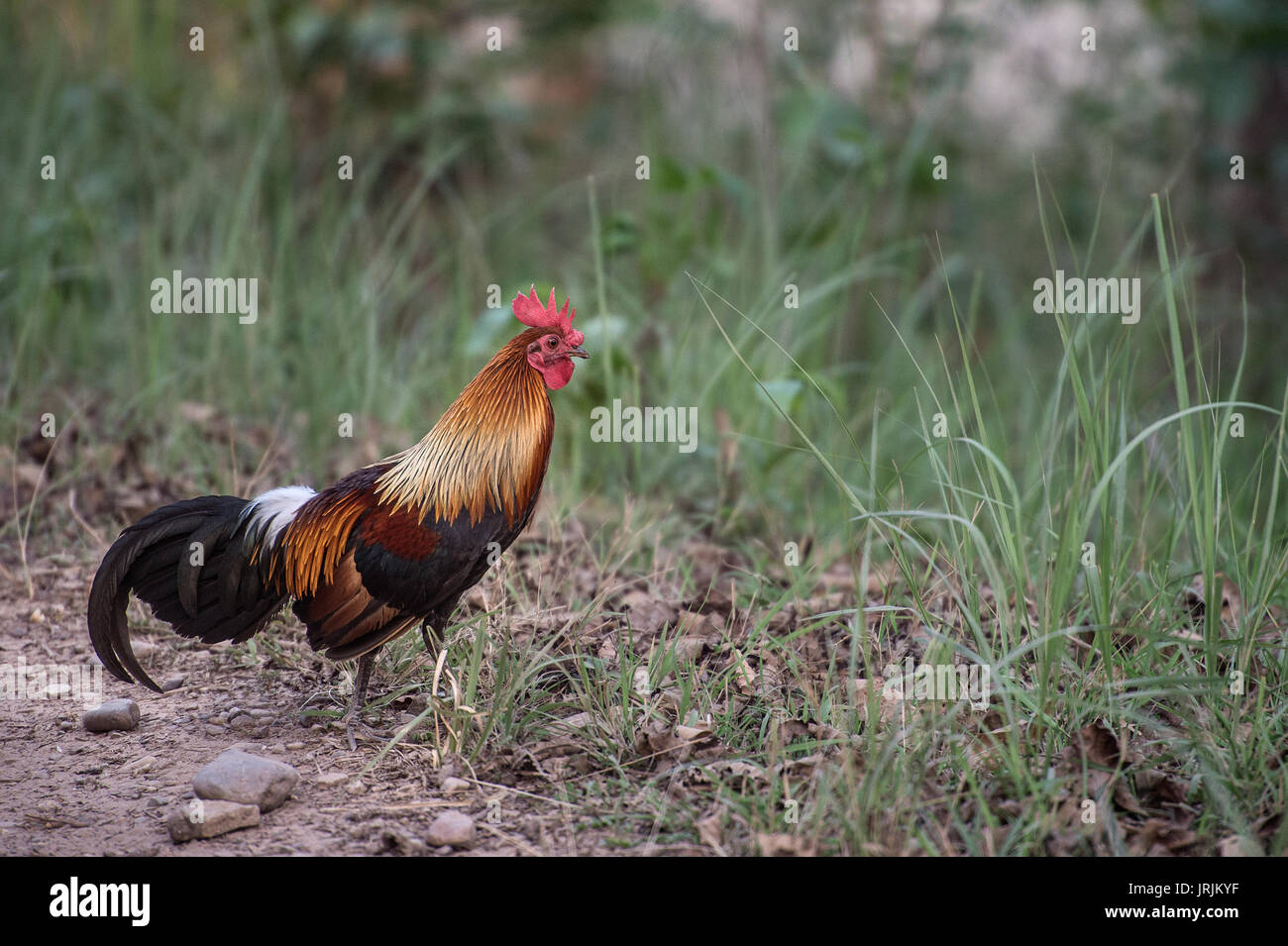 Red Junglefowl, Gallus gallus, Fasianidi, bird, Rajaji National Park, India Foto Stock