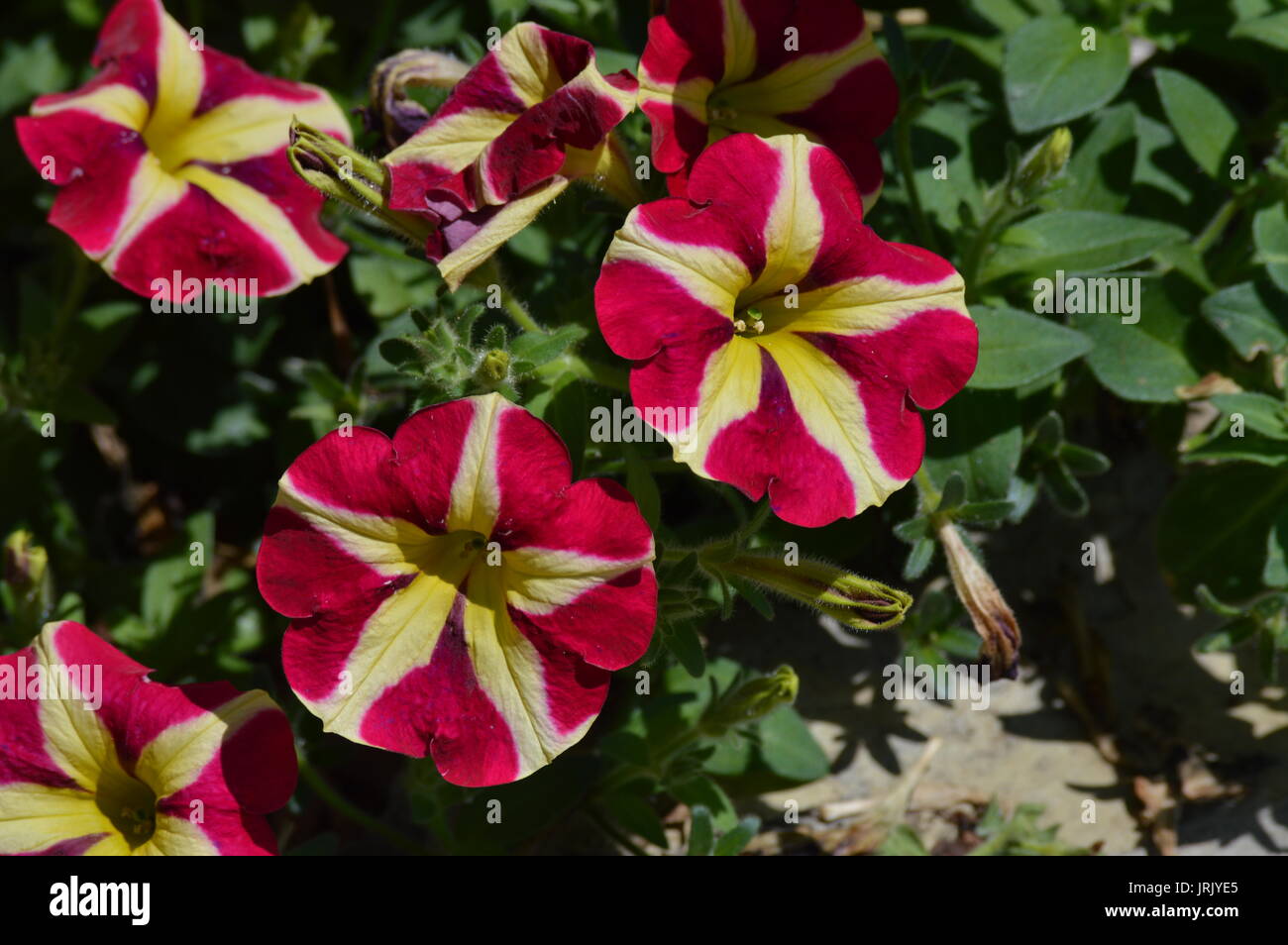 Fiore di petunia Foto Stock