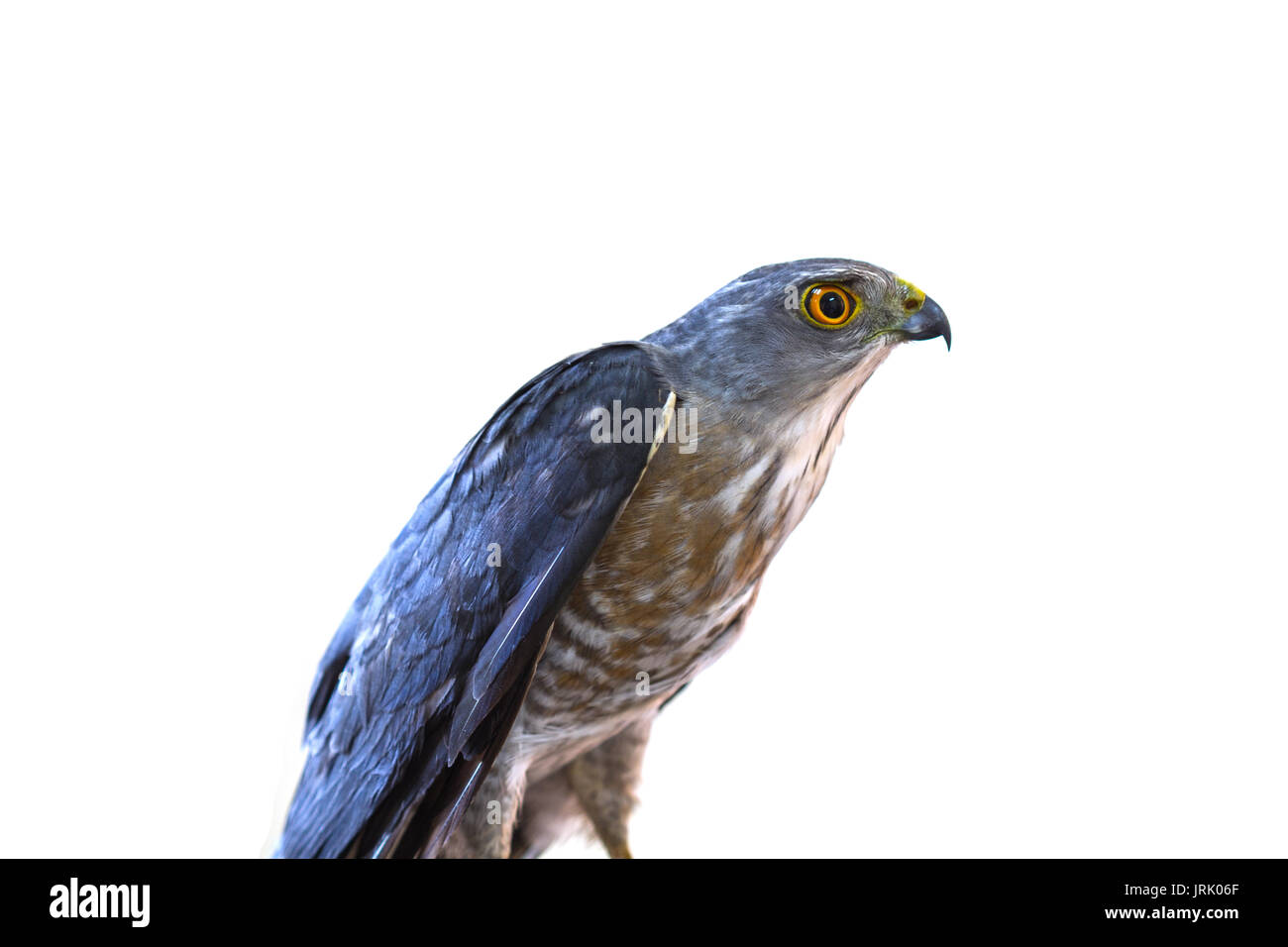 Closeup Besra o piccoli sparvieri (Accipiter virgatus) Foto Stock