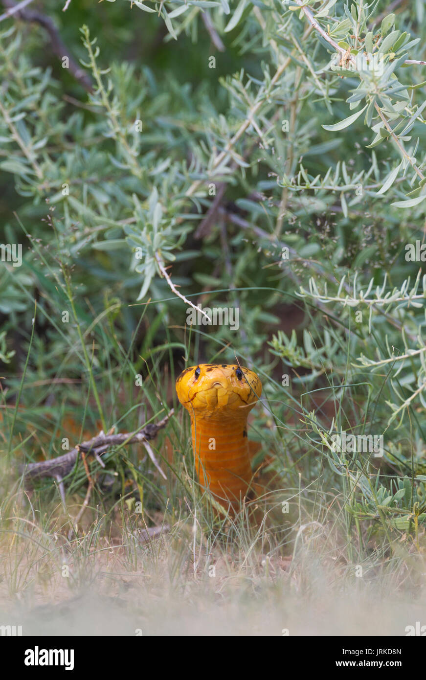 Cape Cobra (Naja nivea), durante la stagione delle piogge in un ambiente verde, bushland, Deserto Kalahari, Kgalagadi Parco transfrontaliero Foto Stock