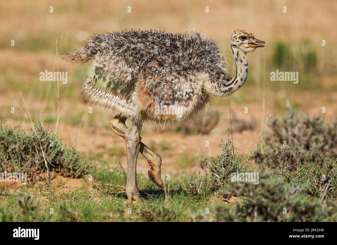 (Struzzo Struthio camelus), la stagione delle piogge con dintorni verdi, Deserto Kalahari, Kgalagadi Parco transfrontaliero, Sud Africa Foto Stock