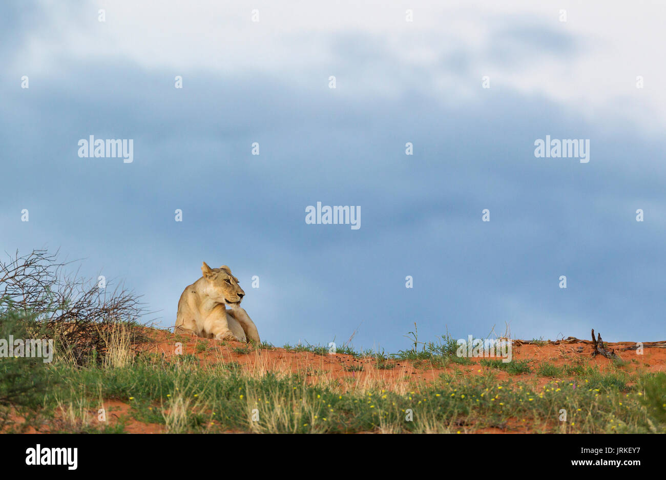 Leonessa (Panthera leo), femmina su un erba-cresciute duna di sabbia all'alba, durante la stagione delle piogge, con prato verde e giallo Devils Thorn Foto Stock