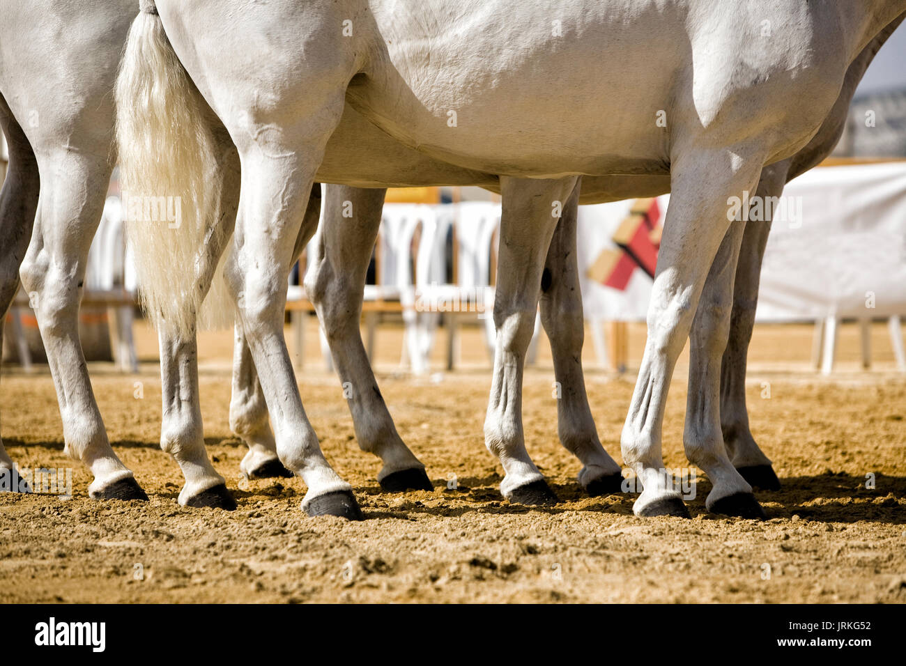 Prova equestre di funzionalità con 3 puro cavalli spagnoli, chiamato anche cobras 3 Mares, dettaglio delle gambe e zoccoli, Spagna Foto Stock