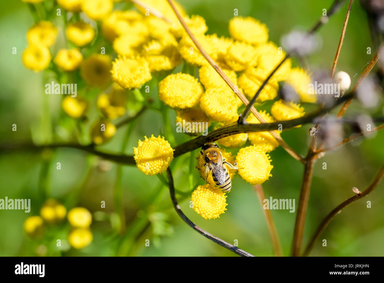 Un colletes simulans noto anche come stuccatore bee o poliestere o bee, rovistando su un giallo fiore tansy (tanacetum vulgare), sotto il caldo sole estivo. Foto Stock