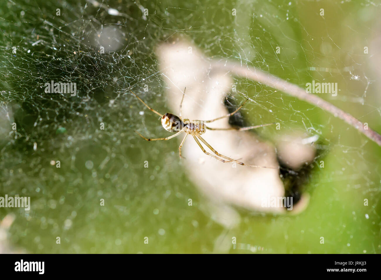 Un maschio linyphia spider sul belvedere sulla sua web Foto Stock