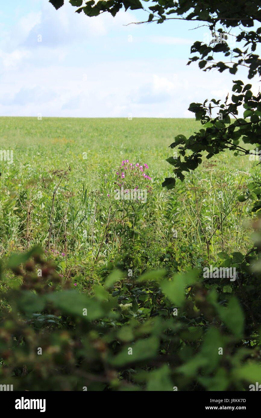 Rosa willow weed visto attraverso una siepe in un campo di fagioli Foto Stock