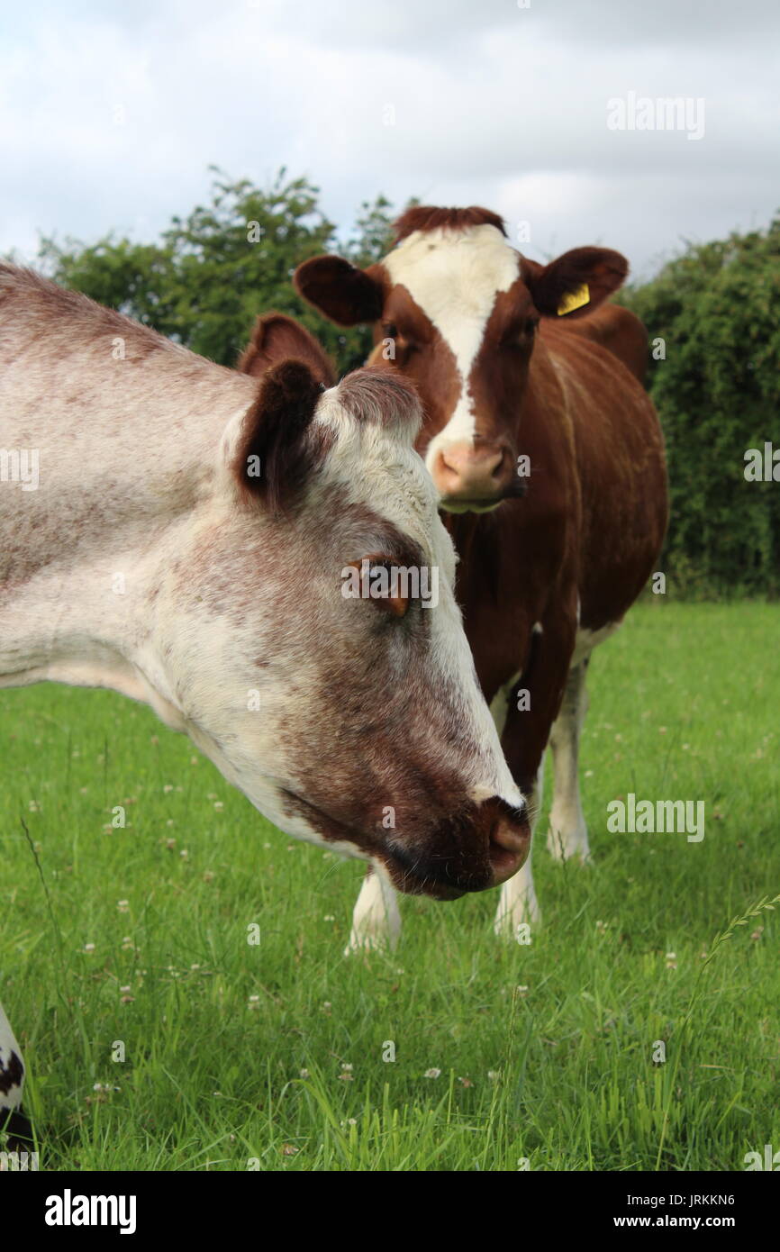Shorthorn vacche in un campo Foto Stock