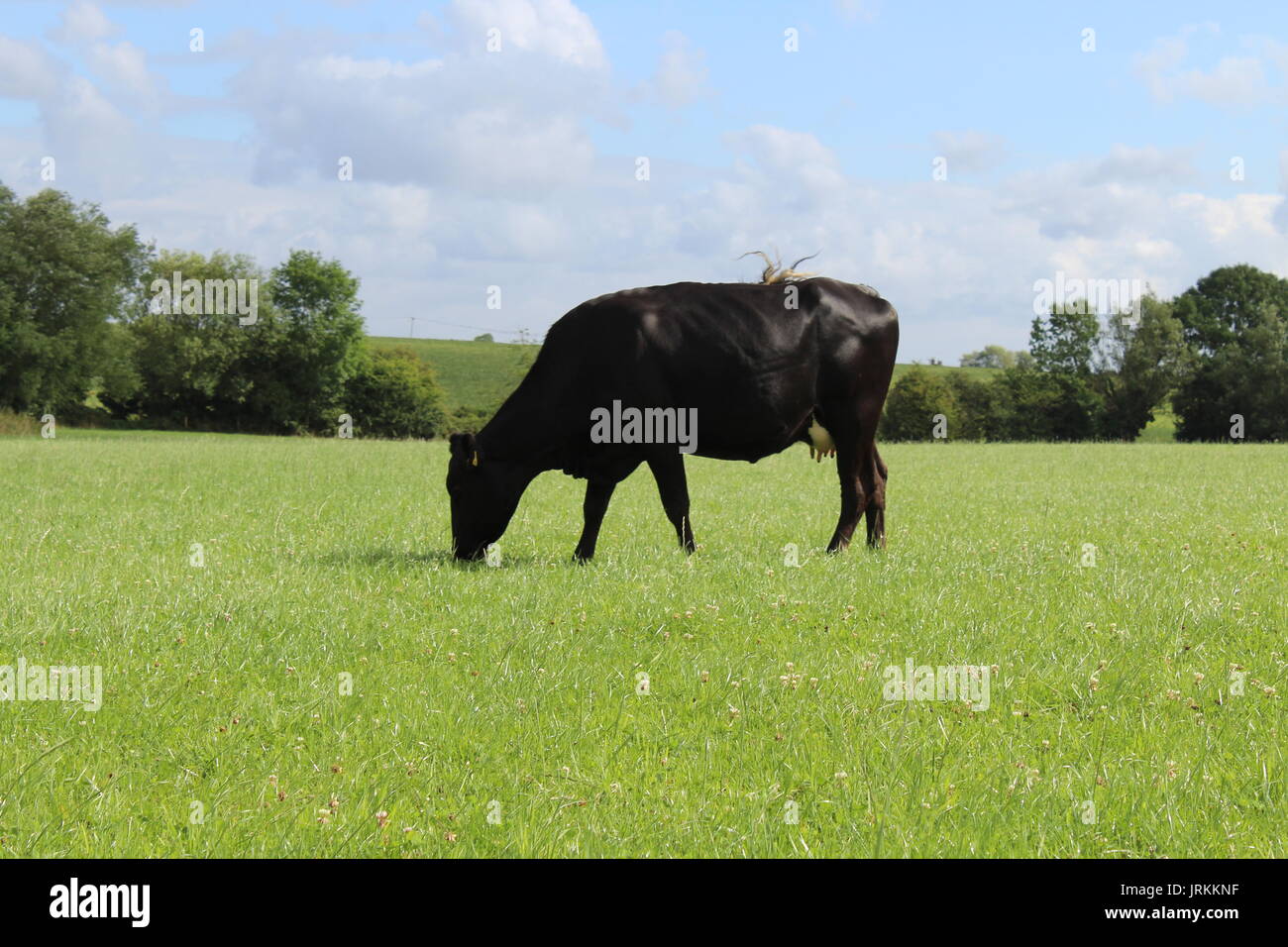 Nero Limousin pascolo di vacca Foto Stock