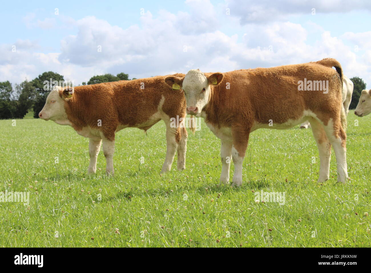 Simmental calve) al di fuori di erba Foto Stock