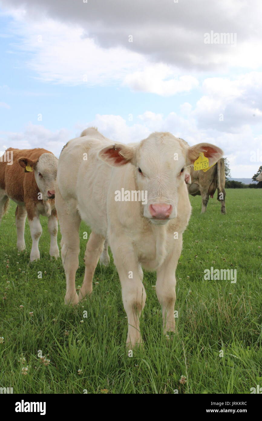 Vitello Charolais e amici Foto Stock