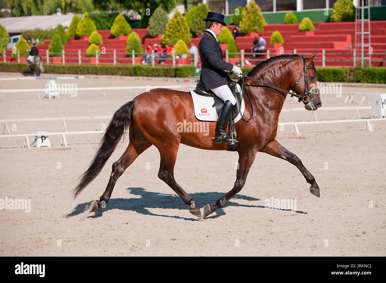 Rider competere nel concorso dressage classic, Estepona, Malaga Spagna Foto Stock
