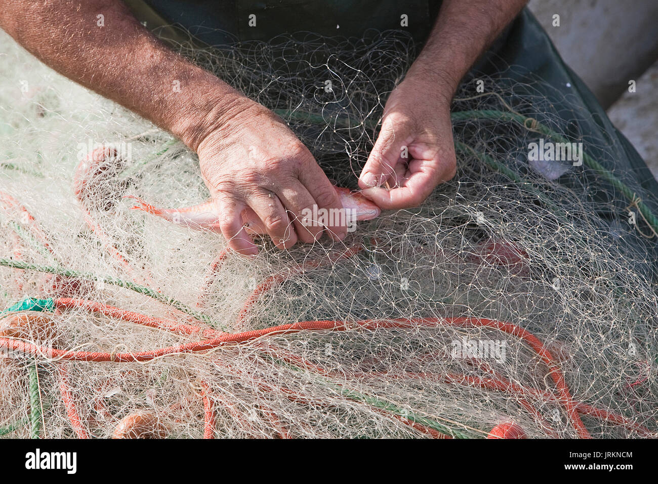 Sailor prendendo un pesce delle loro reti da pesca nel porto di Estepona, provincia di Malaga, Spagna Foto Stock