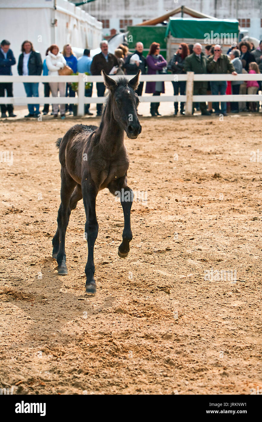 Puledro di pura razza spagnola in esecuzione evento equestre, Spagna Foto Stock
