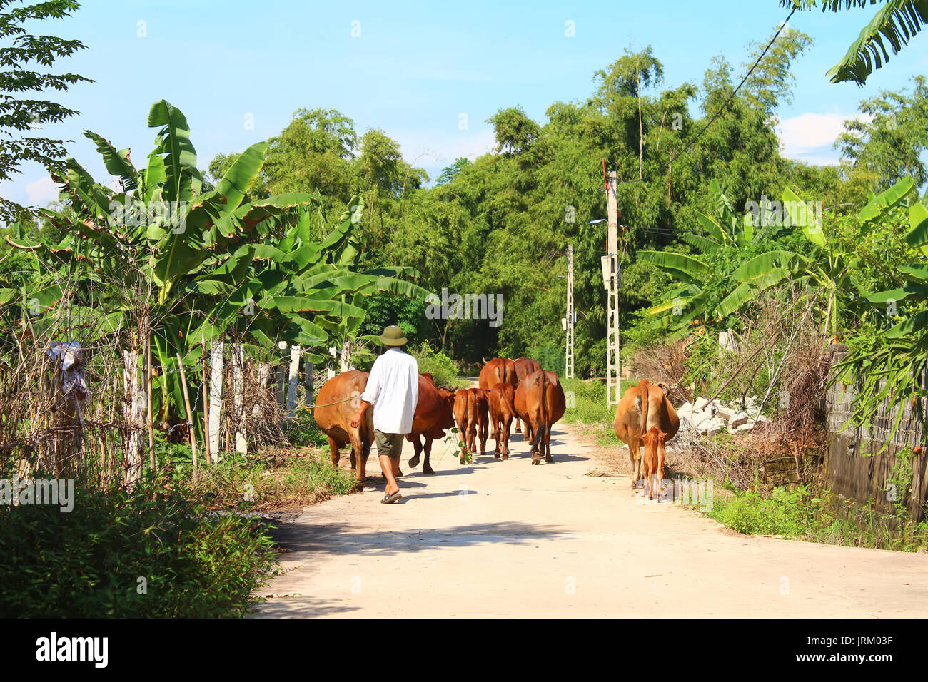 HAI DUONG, Vietnam, Agosto 20: uomo e vacche sulla strada Agosto 20, 2014 di Hai Duong, Vietnam. Foto Stock