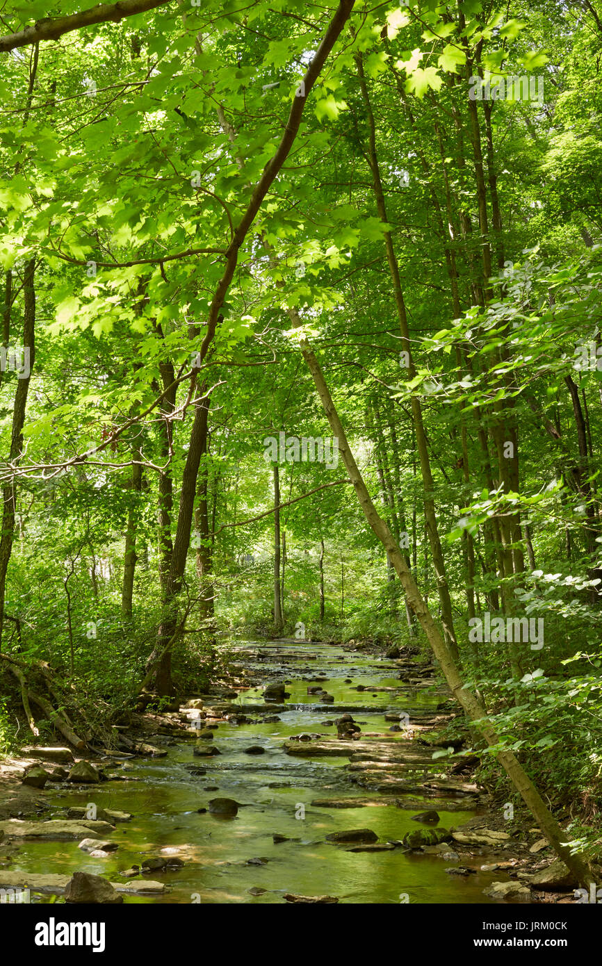 Scivoloso Rock Creek, McConnell mulino del parco statale, Pennsylvania, STATI UNITI D'AMERICA Foto Stock