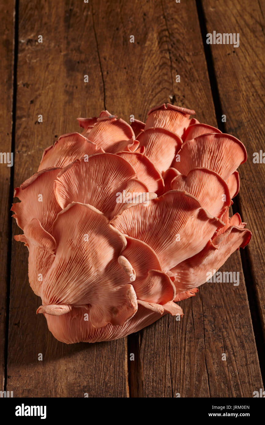 Fresche, materie Pink Oyster i funghi coltivati da Primordia fattoria in Pennsylvania, STATI UNITI D'AMERICA Foto Stock