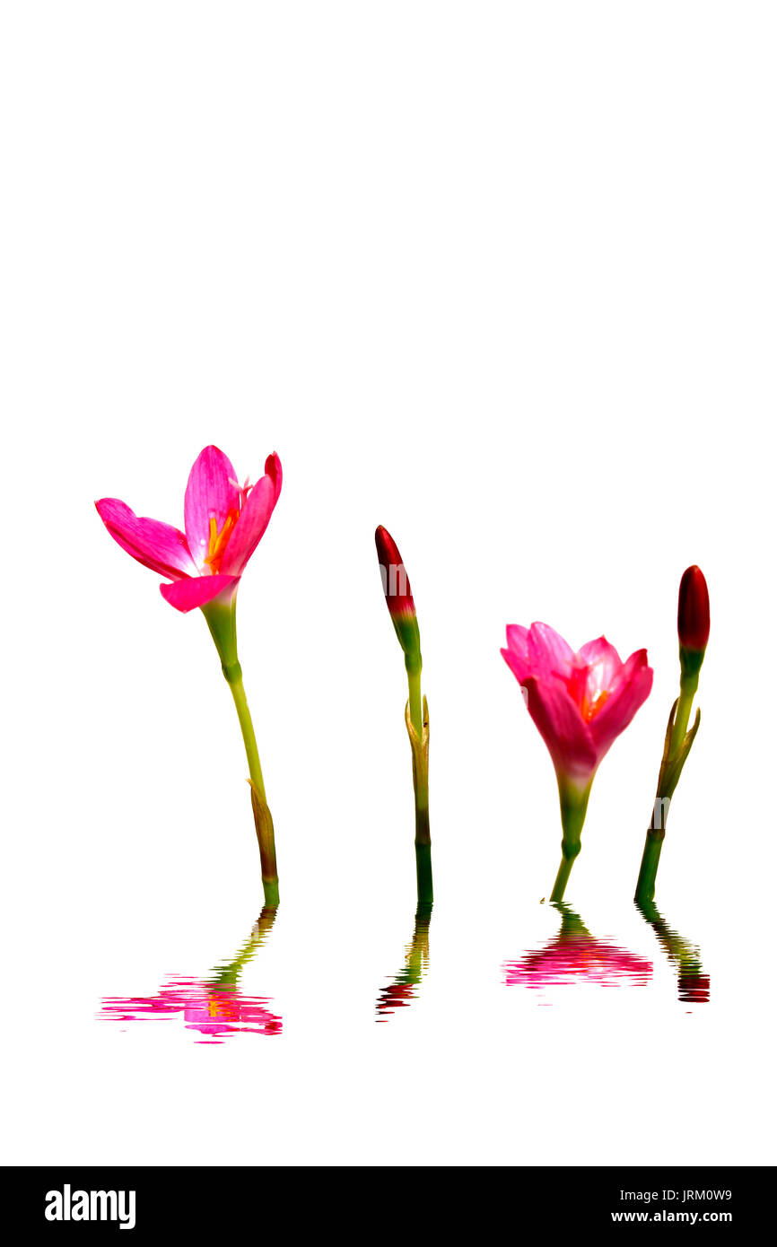 Fiori di colore rosa fioritura Foto Stock