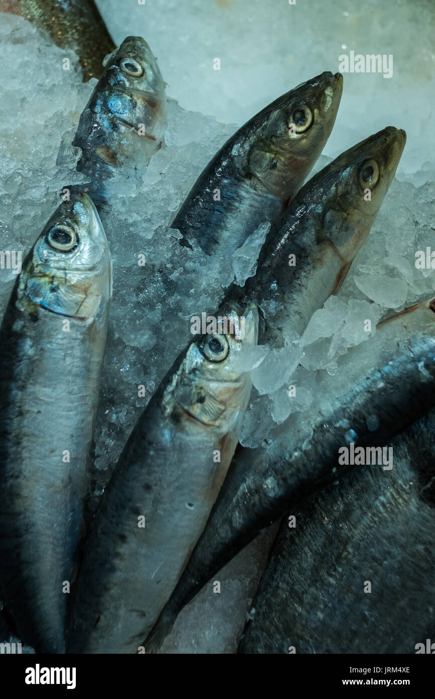 Sardine e "Sardella sono nomi comuni utilizzati per fare riferimento a varie piccole, pesce oleoso entro la famiglia di aringhe di Clupeidae. Foto Stock