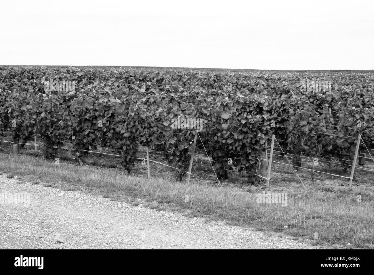 Vista del campo di vini e di mosti di uve in Champagne hill in Francia Foto Stock