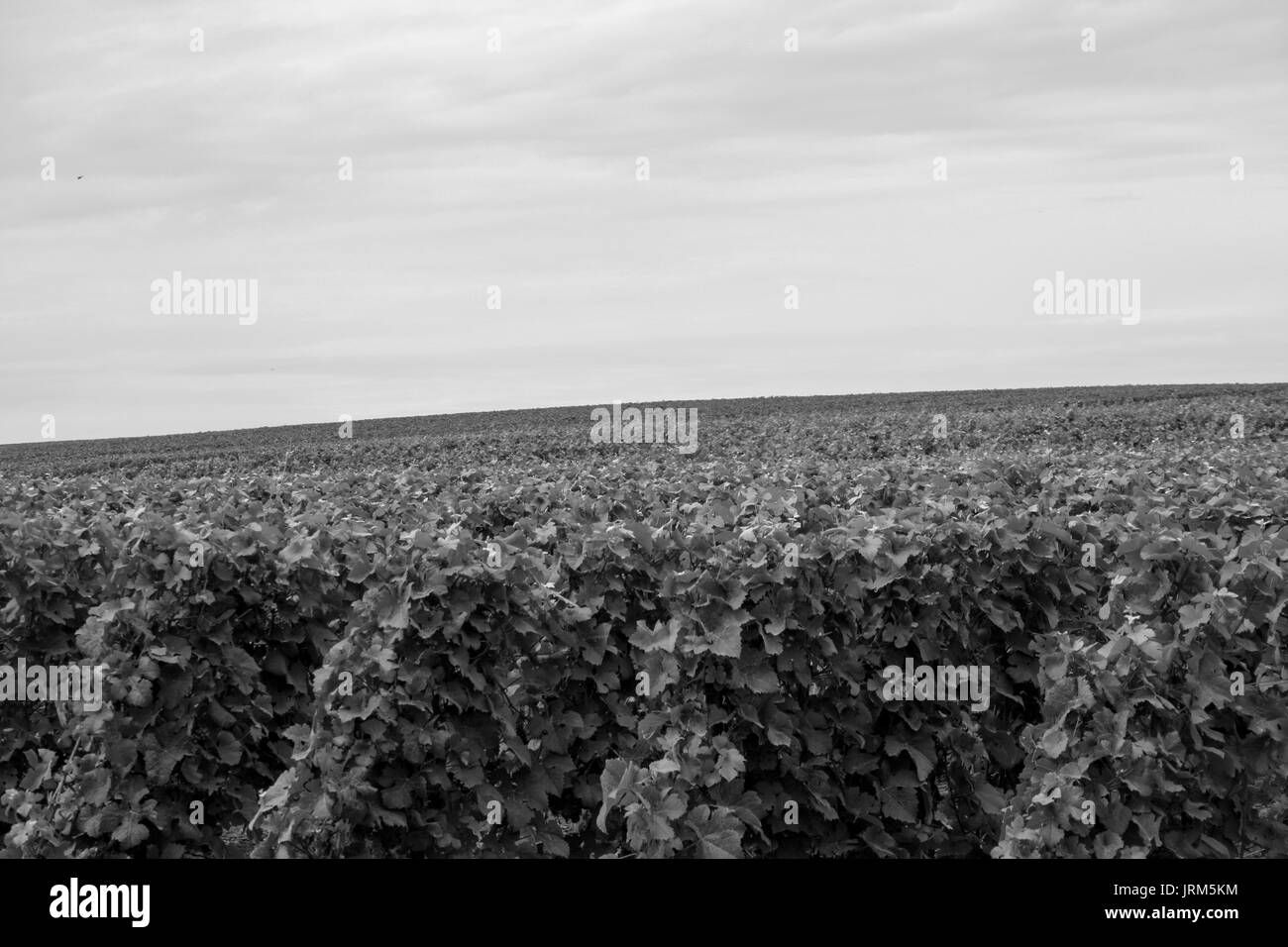 Vista del campo di vini e di mosti di uve in Champagne hill in Francia Foto Stock