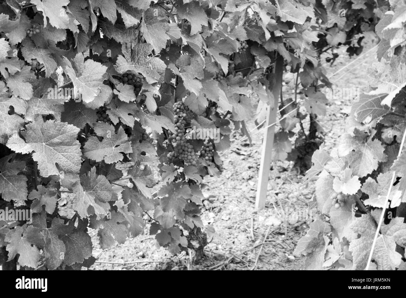 Vista del campo di vini e di mosti di uve in Champagne hill in Francia Foto Stock