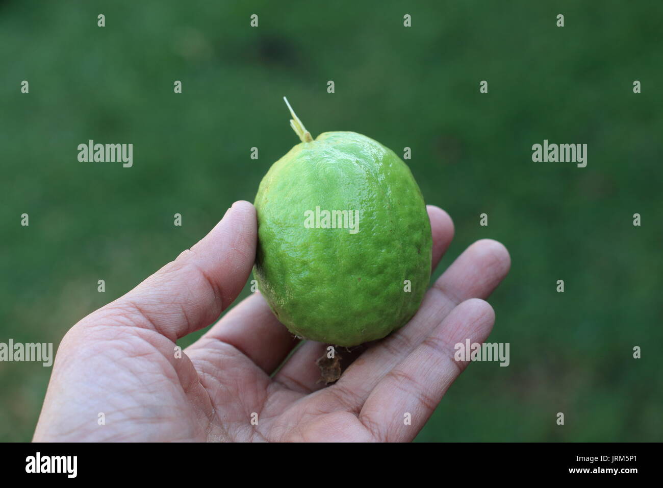 In prossimità di metà mangiato Psidium guajava Foto Stock