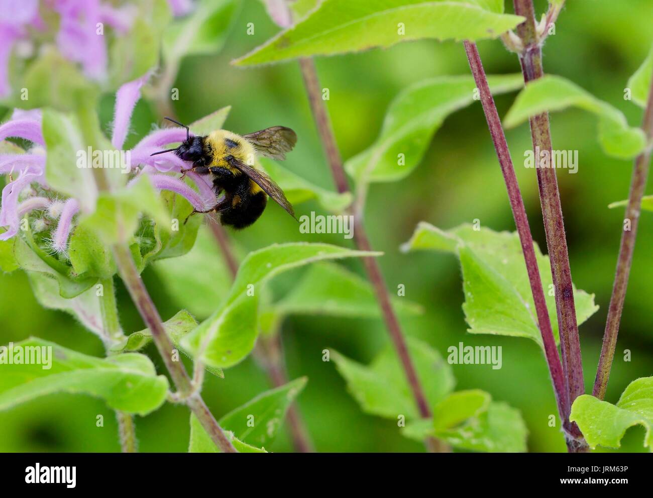 Bumble Bee la mietitura Foto Stock