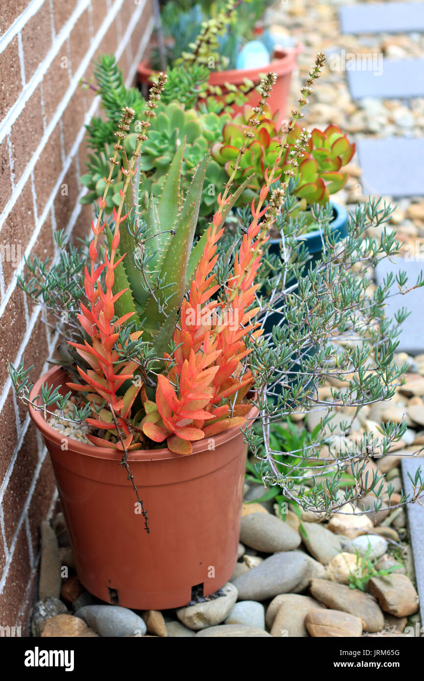 Aloevera, faccia di maiale e crassula capitella campfire succulente che crescono in una pentola Foto Stock