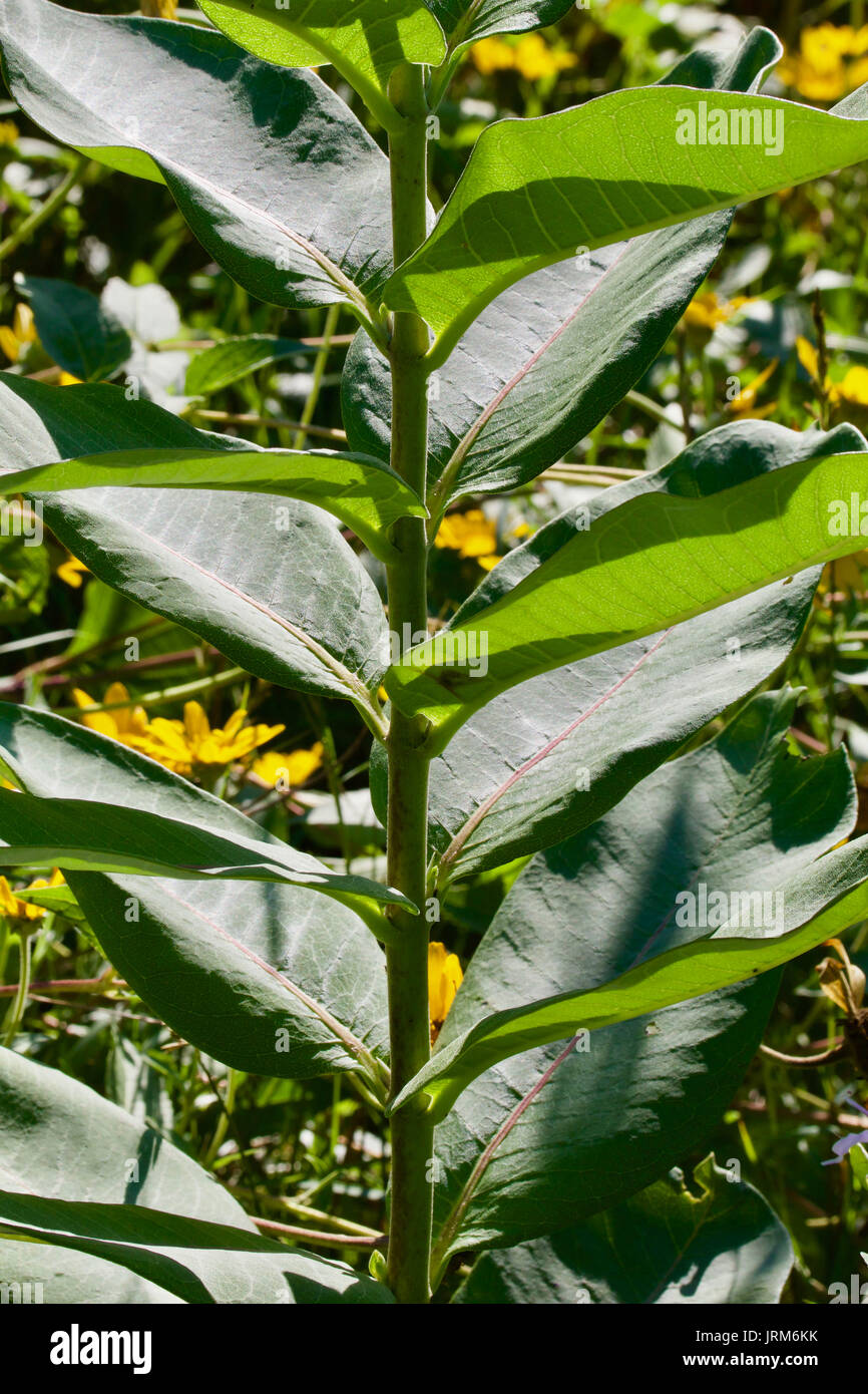 Scaletta Milkweed Foto Stock