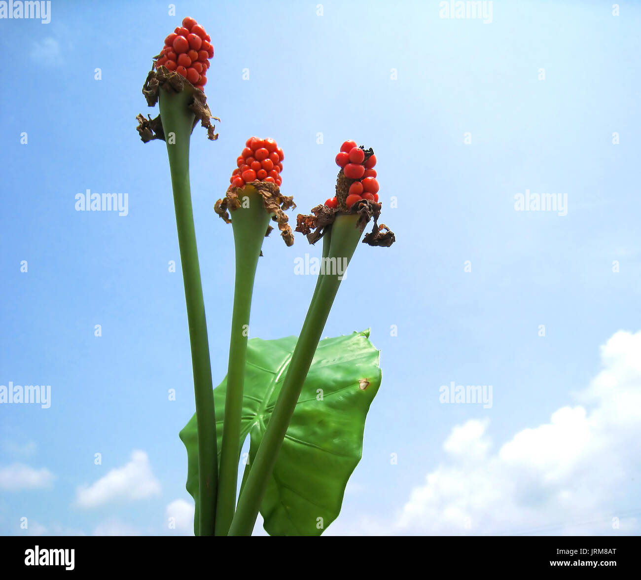 Tre fiori Alocasia e lasciare sul cielo blu sullo sfondo Foto Stock