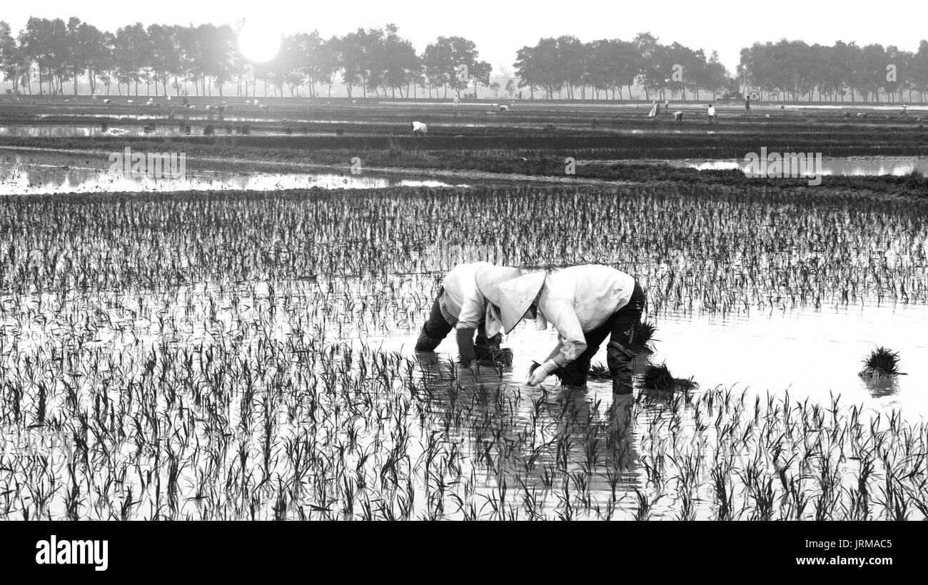 Agricoltore di piantare il riso nel campo Foto Stock