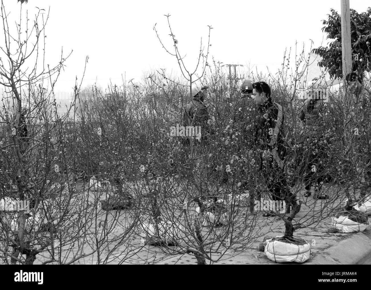 HAI DUONG, Vietnam, aprile, 10: uomo asiatico fiori di acquisto sul mercato in aprile, 10 di Hai Duong, Vietnam. Foto Stock