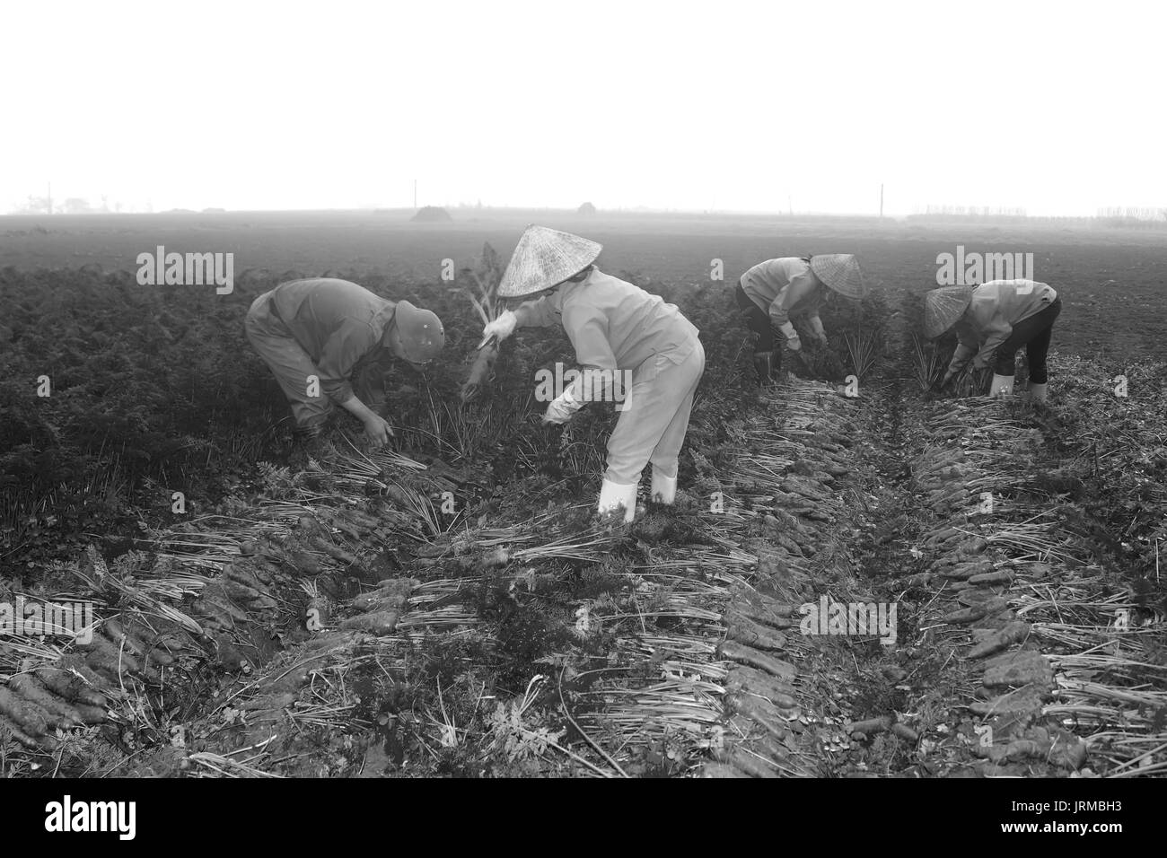 HAI DUONG, Vietnam, 20 aprile: gli agricoltori carote raccolto sul campo in aprile 20, 2014 di Hai Duong, Vietnam. Foto Stock