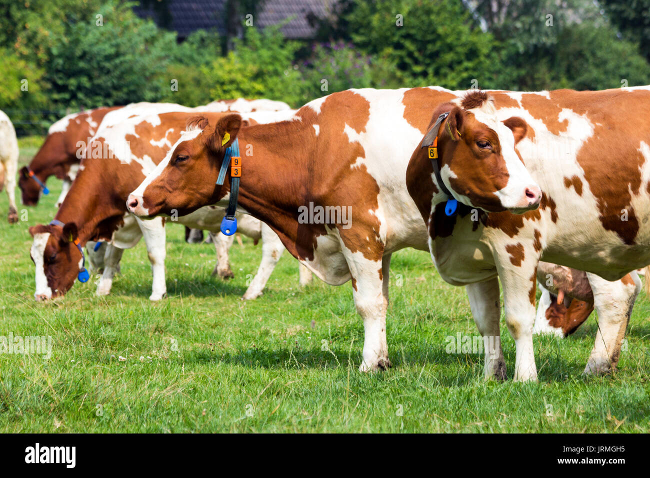 Il bianco e il rosso Holstein mucche frisone al pascolo nei prati. Foto Stock