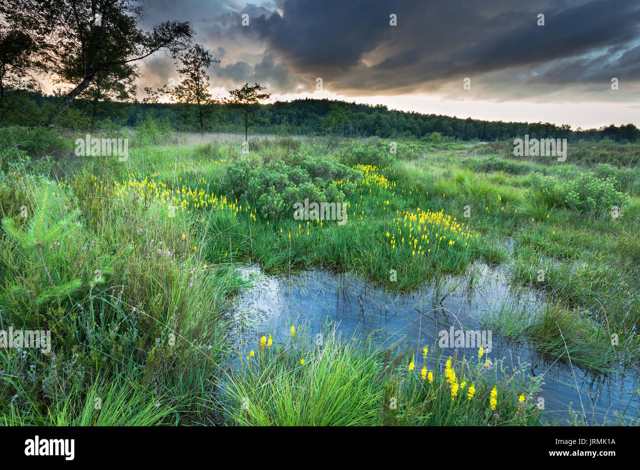 Cielo tempestoso oltre la brughiera e fiume con asfodeli fiori Foto Stock