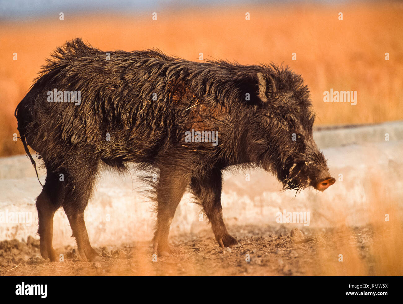 Cinghiale indiano, cristatus scrofa, Parco Nazionale di Velavadar, Gujarat, India Foto Stock