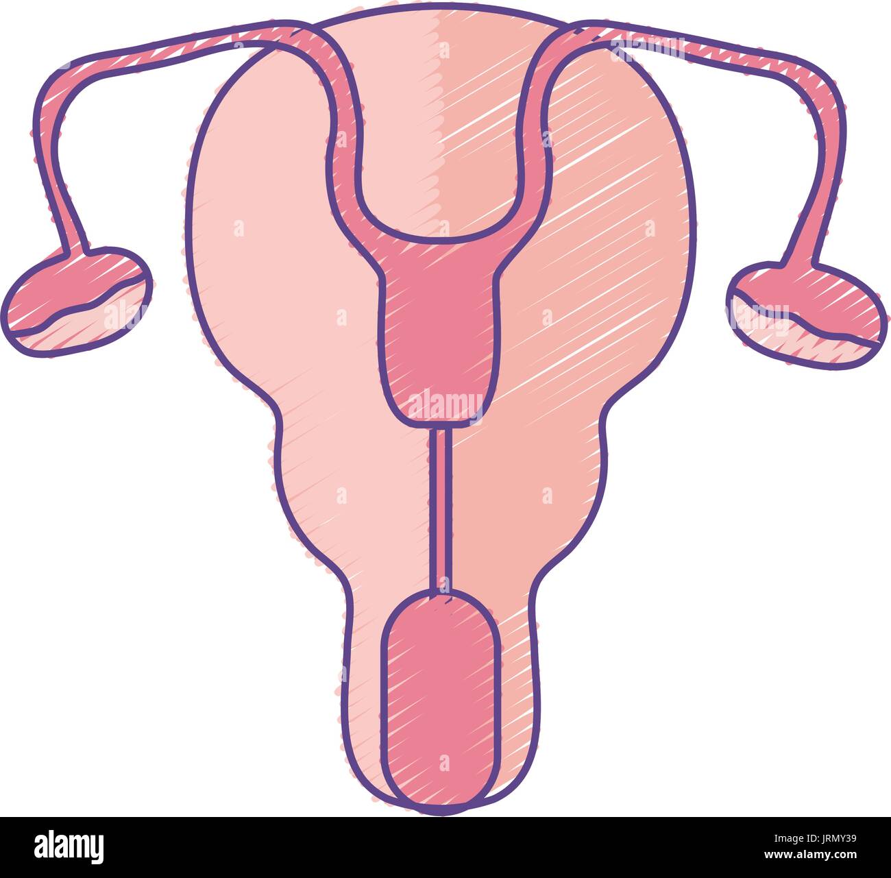 Le tube di falloppio e utero organi le donne Immagine e Vettoriale - Alamy