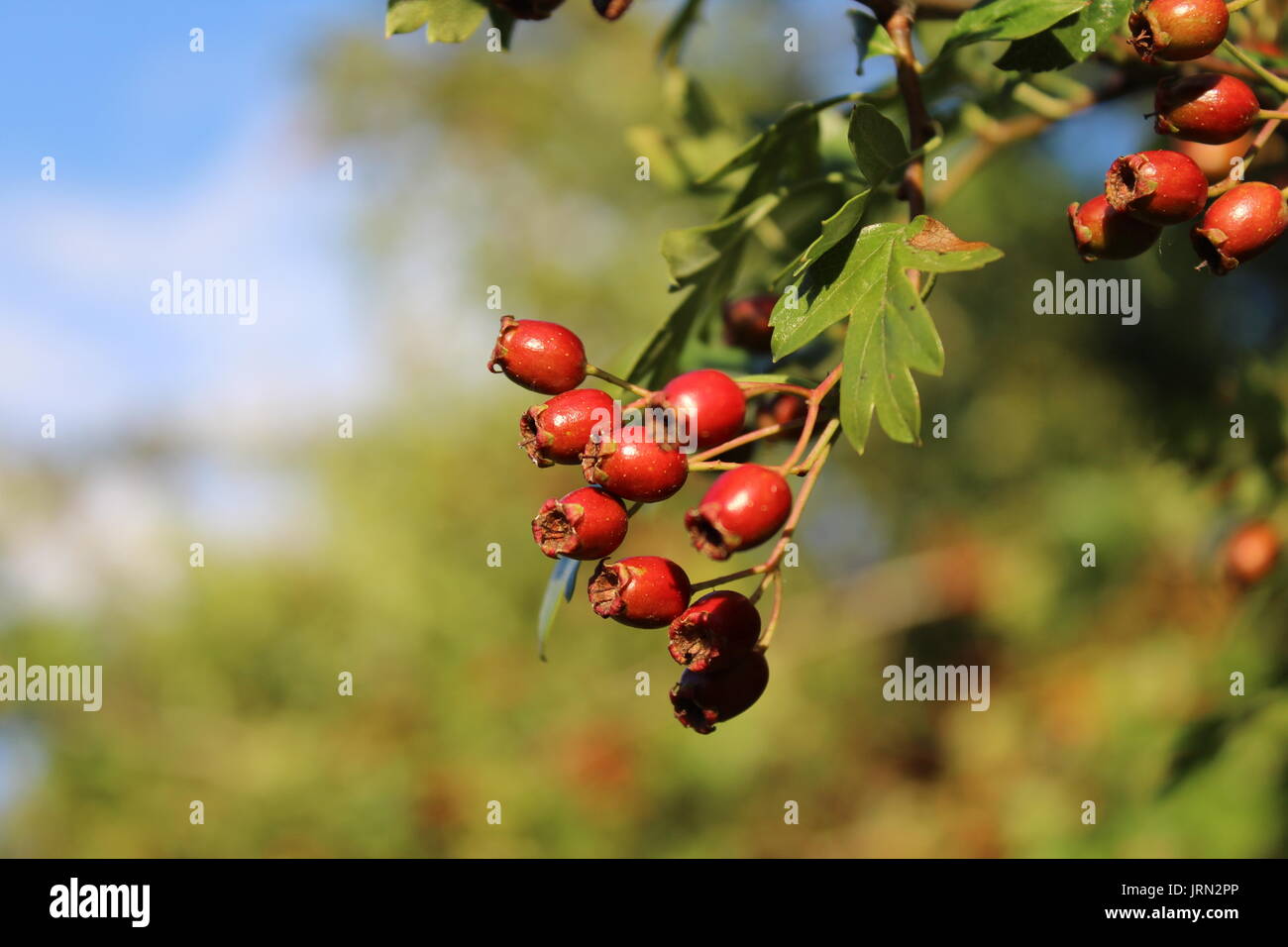 Rosso di bacche di biancospino in hedge Foto Stock