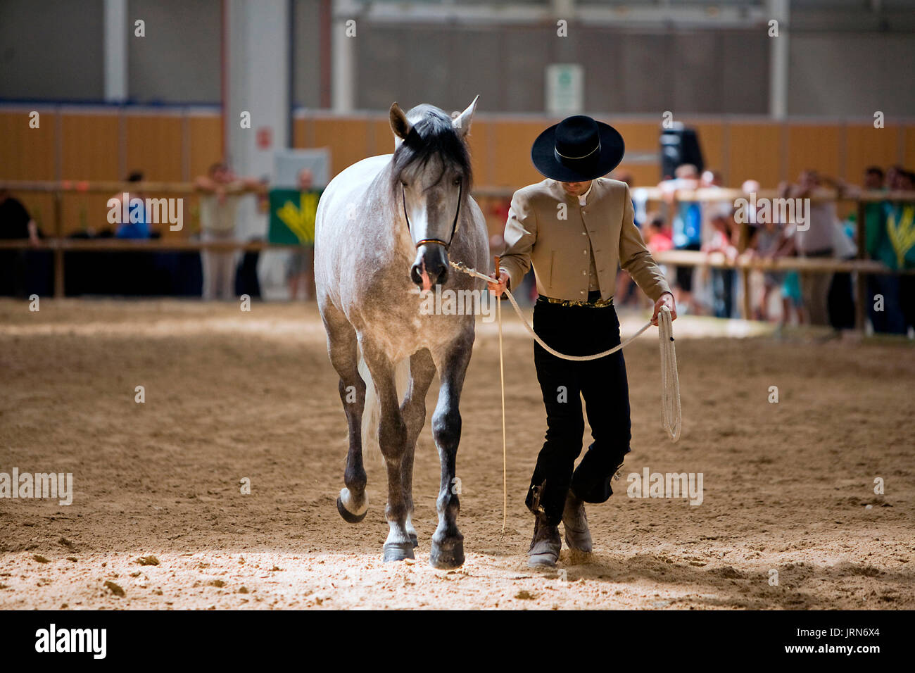 Prova equestre di morfologia per puro cavalli spagnoli, Spagna Foto Stock