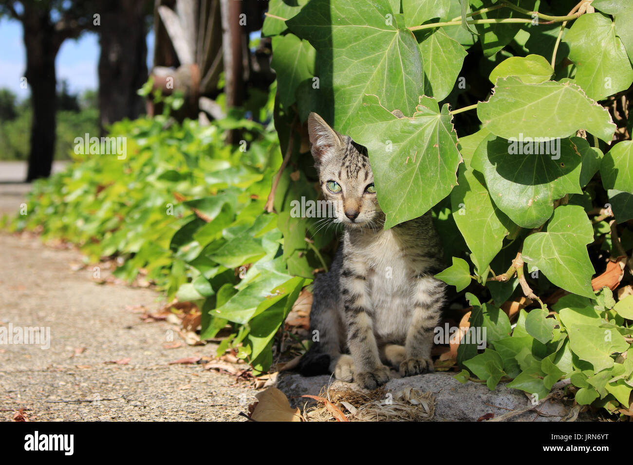 Gattino, 7 settimane di età, cercando tra foglie d'edera Foto Stock